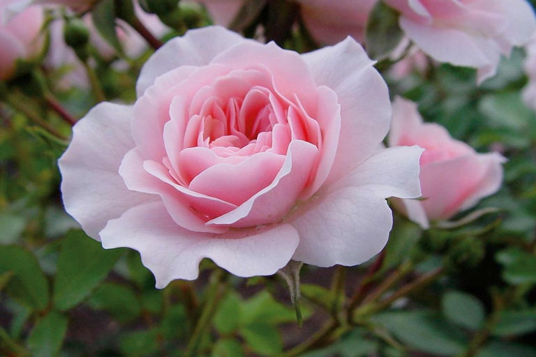 Close-up van een roze roos in de tuin
