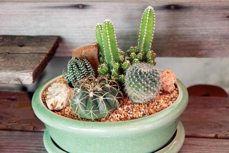 Cactusarrangement in groene keramische pot, gedecoreerd met grind en stenen.