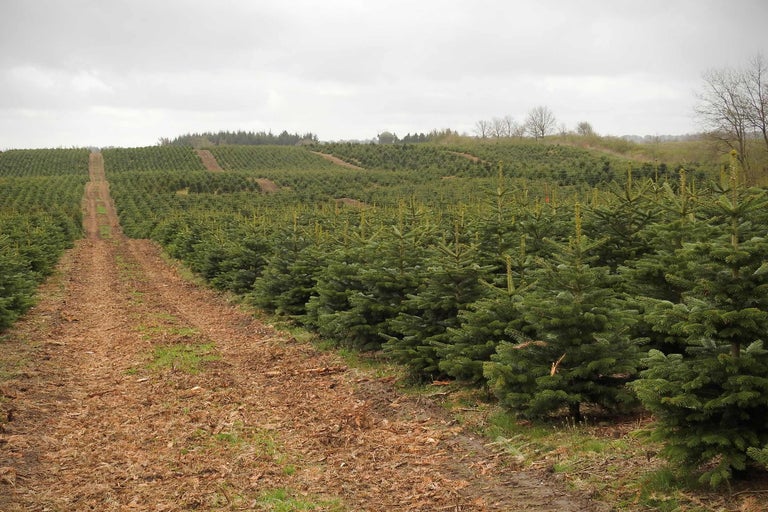 Overzicht van een veld met veel jonge kerstbomen op een bewolkte dag