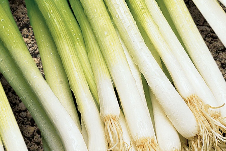 Bosje lente-uitjes met wortels