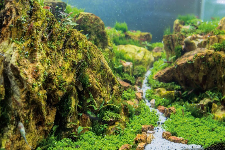 Detailopname van een natuurlijk aquarium met stenen, planten en water