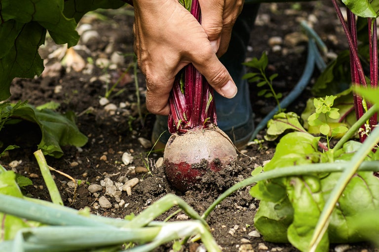 Een persoon houdt een vers geoogste rode biet met bladeren uit de tuin vast.