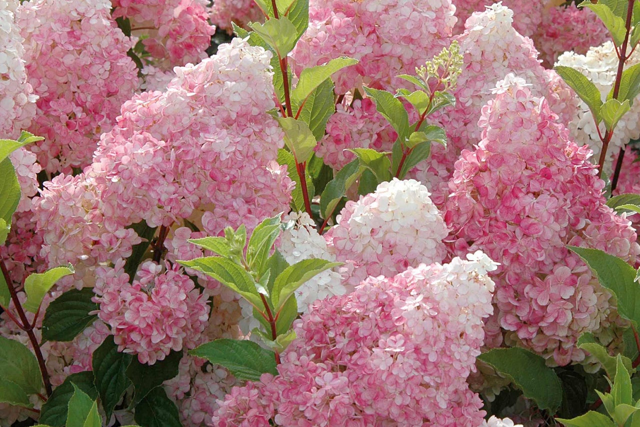 Close-up van roze hortensiabloemen