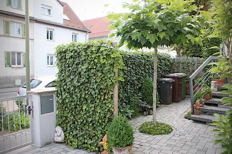 Tuinscene met klimop begroeide muur, boom en straatstenen