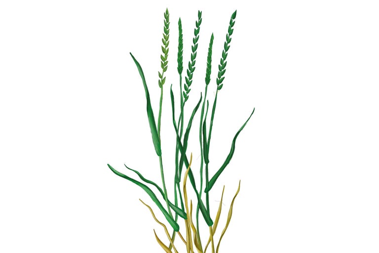 Illustratie van graszaad