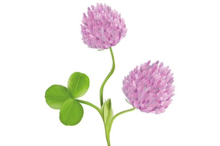 Klaver met drie bladeren en bloem