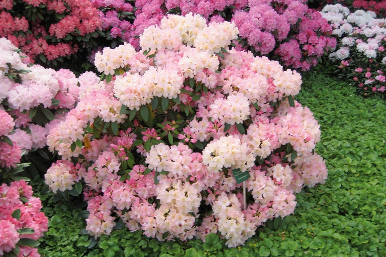 Rhododendronstruik met roze bloemen in de tuin
