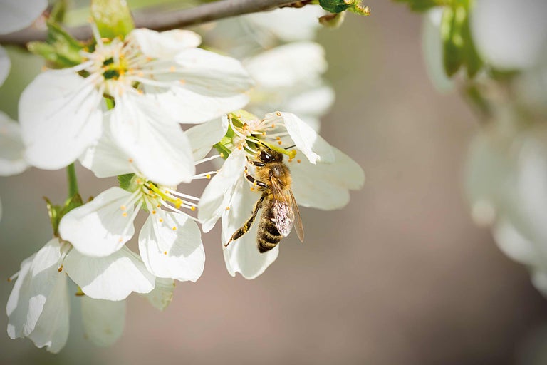 Bijen verzamelen nectar uit een bloem