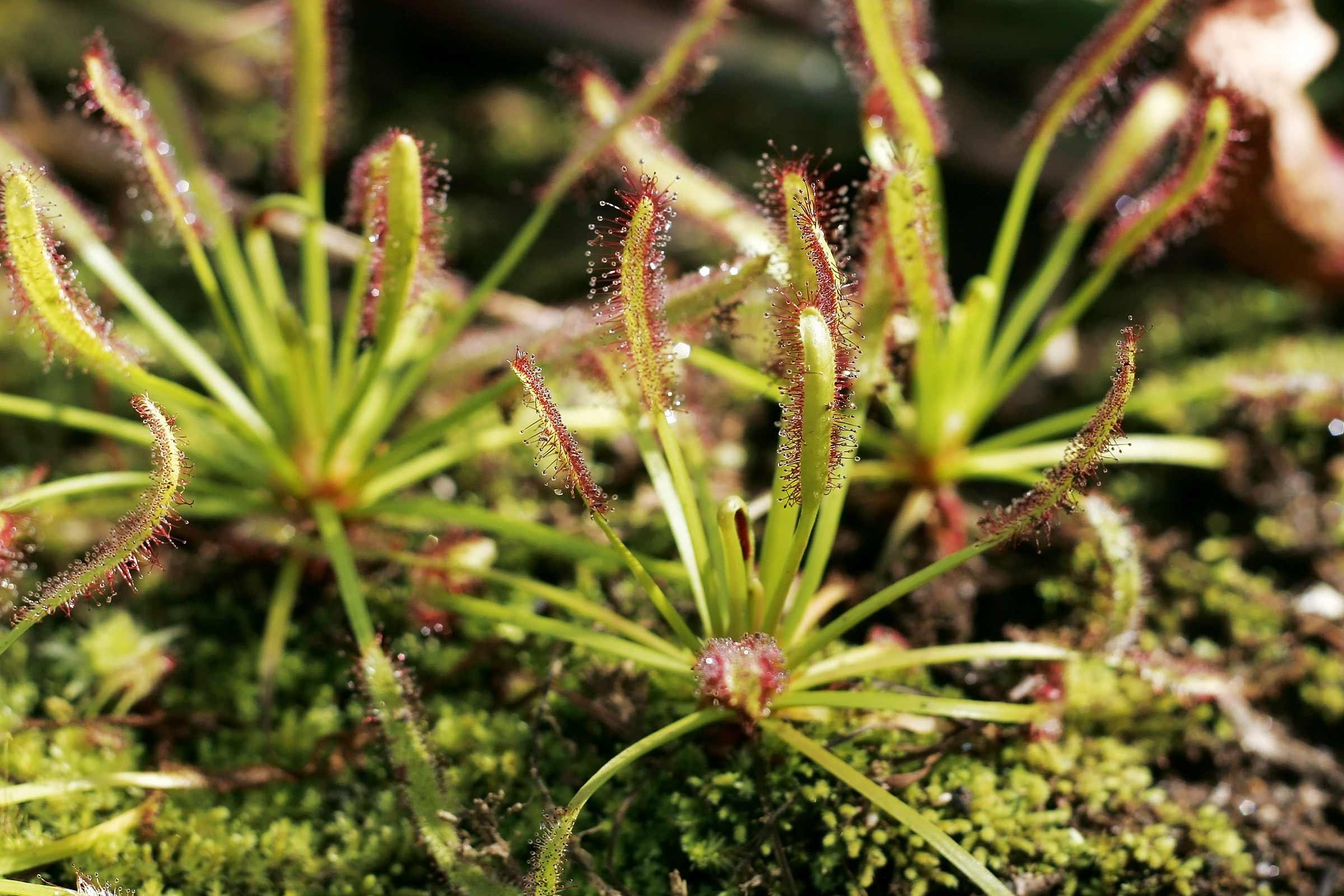 Zonnedauw plant met vangarmen in detail.
