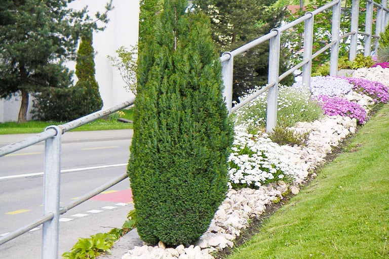 Zuilcipres in de tuin met stenen en bloemen