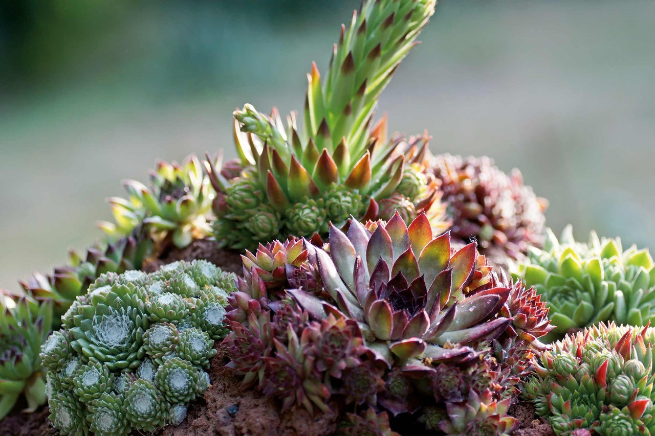 Close-up van verschillende soorten Huislook planten