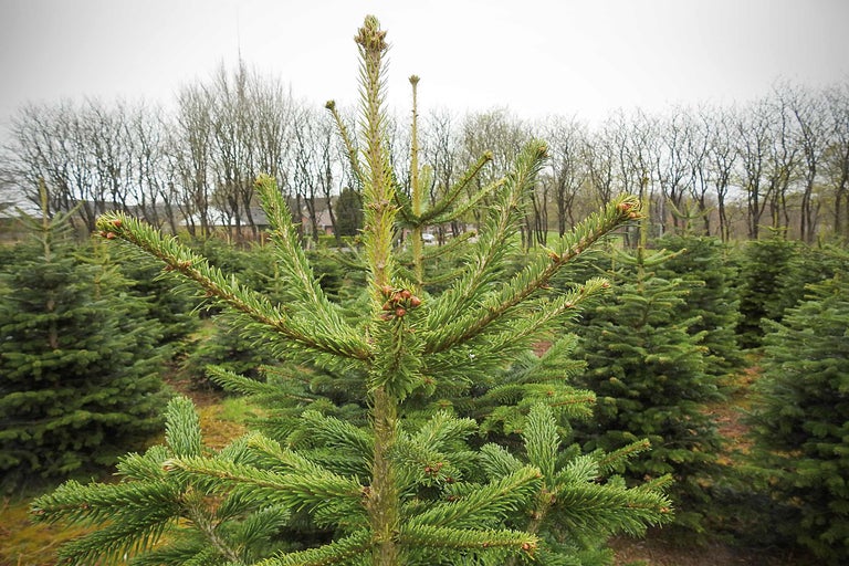 Close-up van een Nordmann spar op een veld