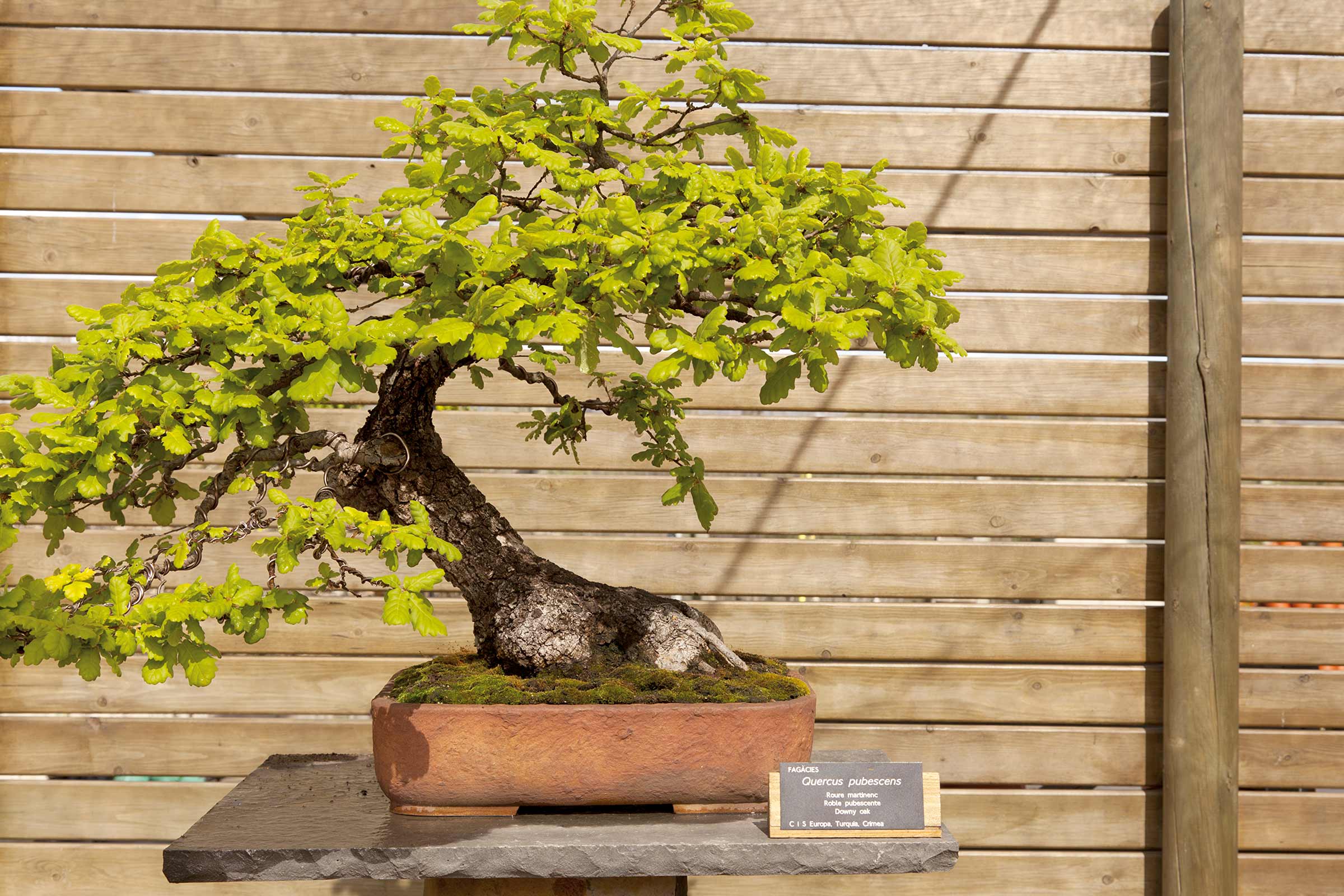 Bonsaiboom van de soort Quercus pubescens in een plantenbak