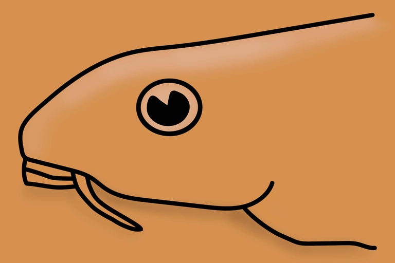 Tekening van een paling