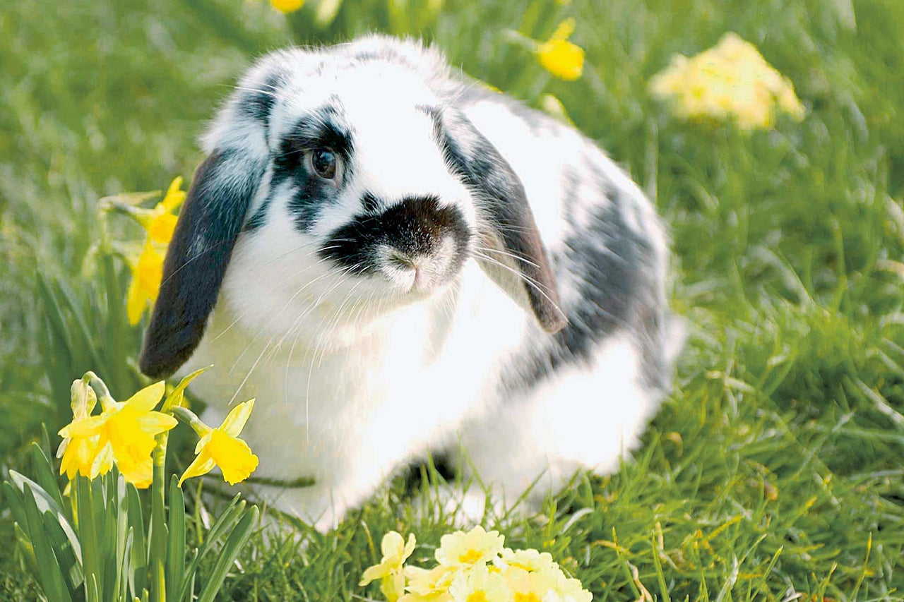 Een hangoorkonijn zit tussen narcissen in de tuin.