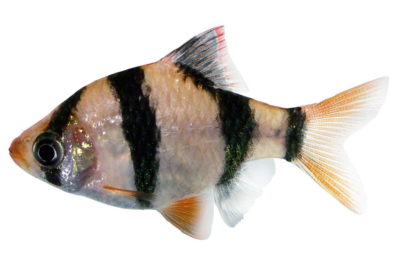 Sumatraanse Barbeel