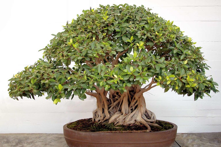 Bonsai boom in pot