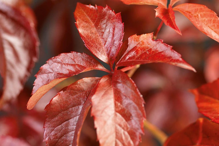 Close-up van bladeren van de wilde wingerd in de herfst