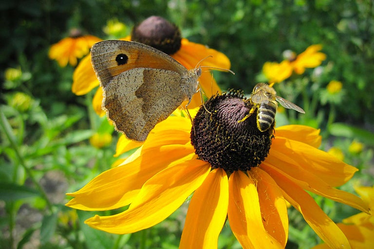 Vlinder en bij op een gele bloem