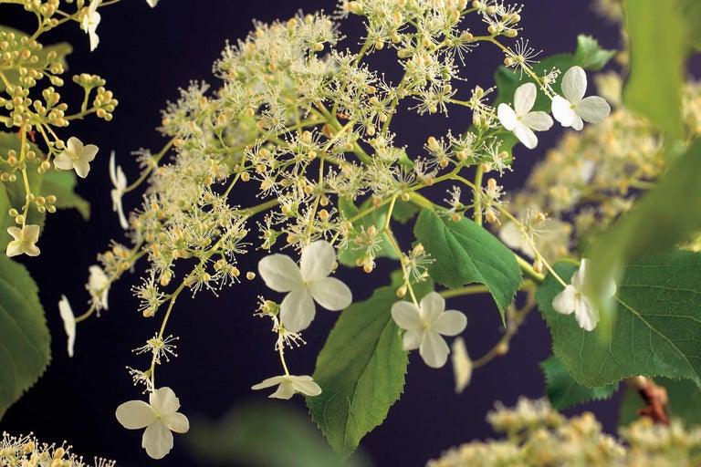 Pluimhortensia met witte bloemen en groene bladeren