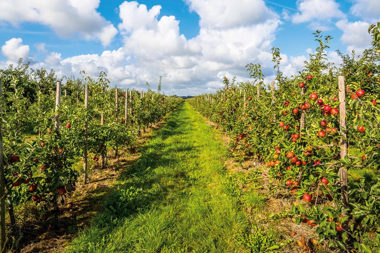 Appelboomgaard met grasweg en appelbomen onder een blauwe hemel