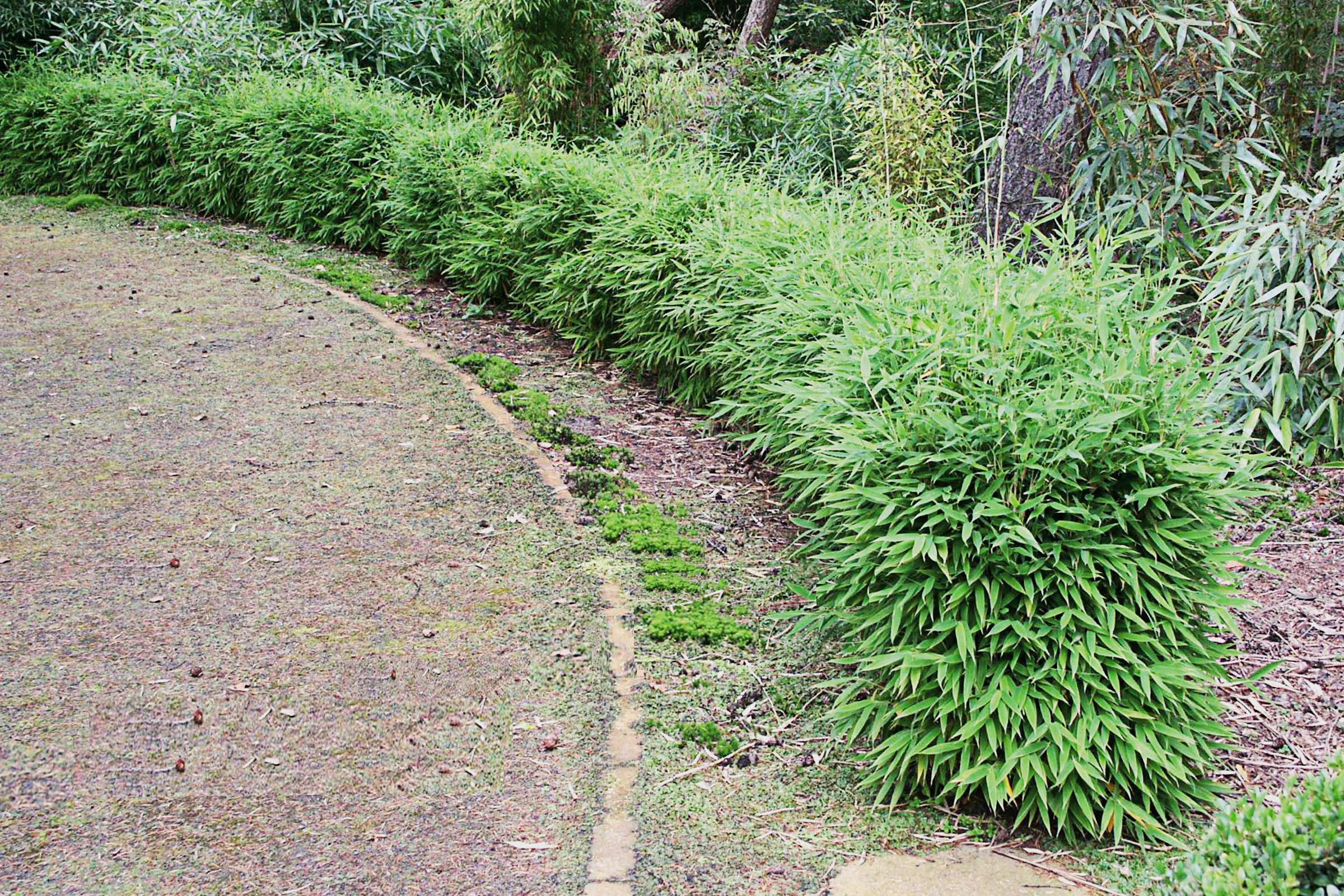 Rij bamboeplanten in de tuin