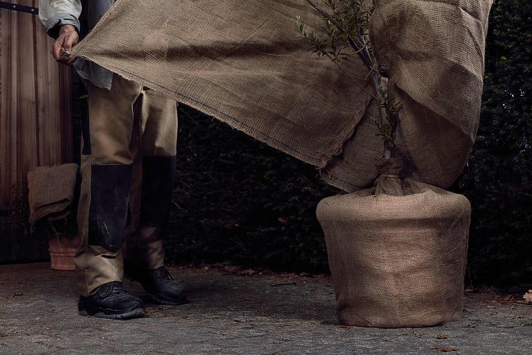 Een in jute verpakte olijf wordt door een persoon uitgepakt.