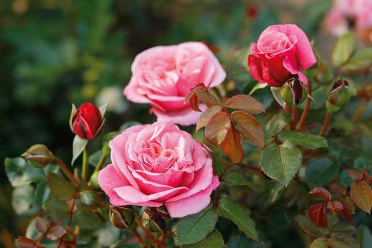 Close-up van roze rozenbloemen en -knoppen in de tuin