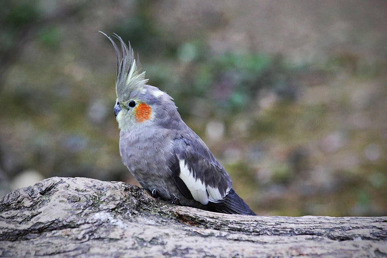 Nymphparkiet op een boomstam