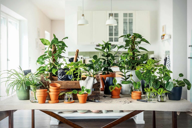 Arrangement van kamerplanten, potten en tuingereedschap op een tafel in een lichte ruimte.