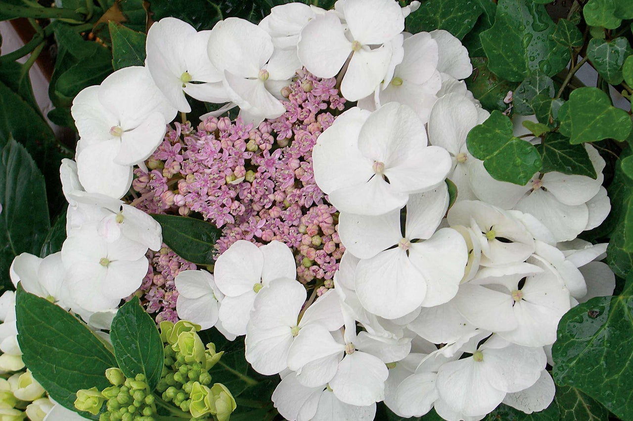 Close-up van een schermbloemige hortensia met witte bloemen en roze bloeiwijzen