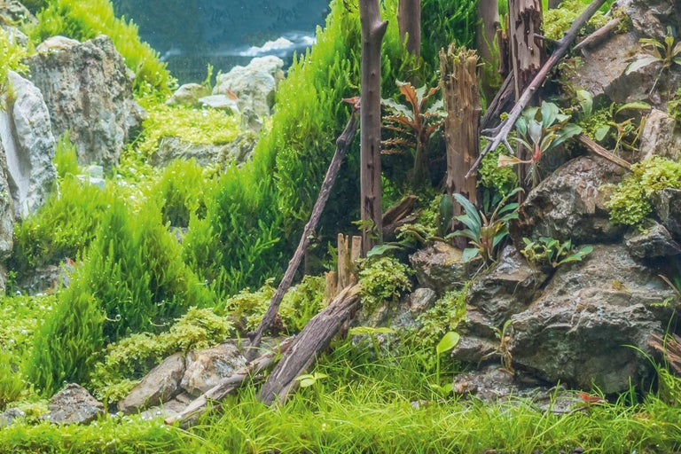 Aquariumdecoratie met mos, stenen en houten wortels