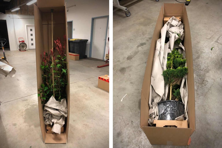 Twee planten in verzenddozen