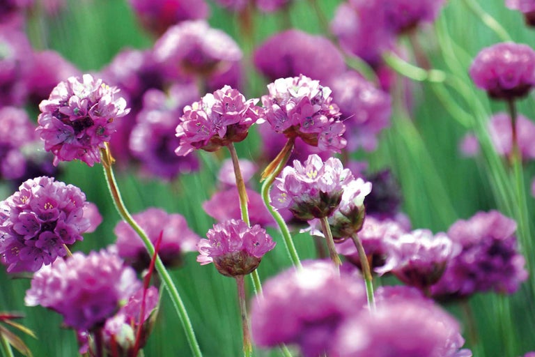 Close-up van Engels gras in een tuinperk