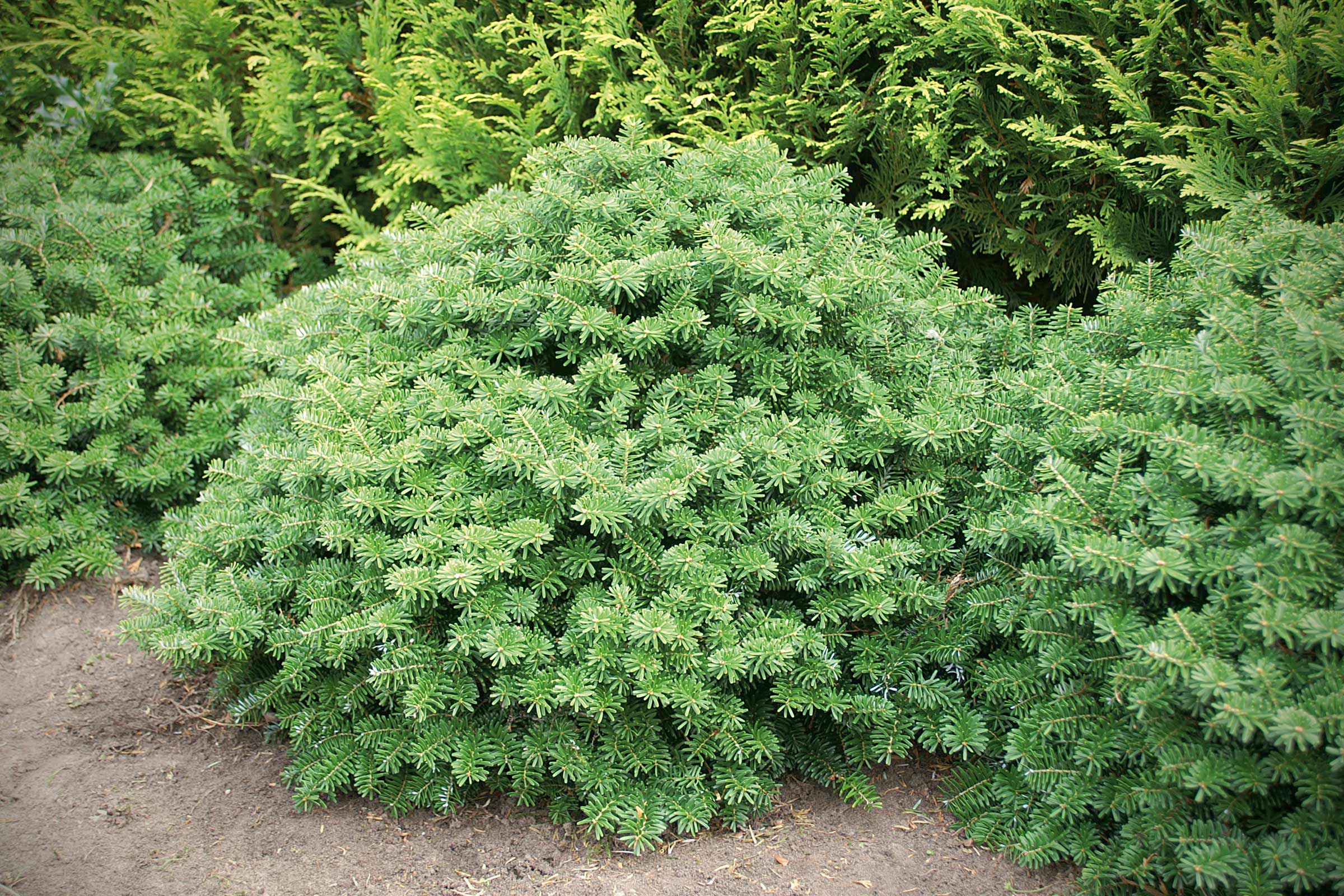 Bolvormige dwerg Koreaanse spar in de tuin.
