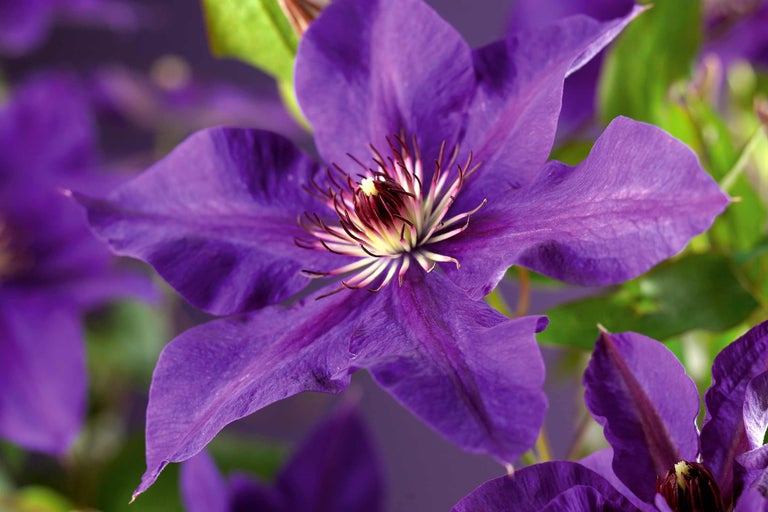 Close-up van een blauwe clematisbloem