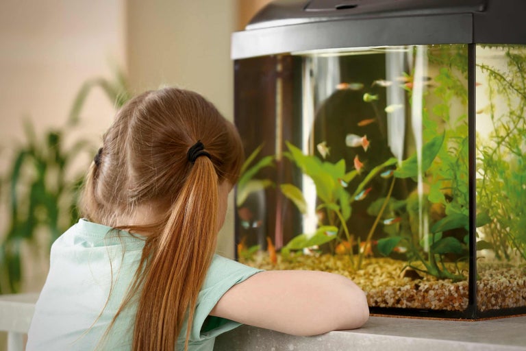 Meisje kijkt naar aquarium met vissen en planten