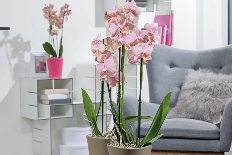 Roze orchideeën in potten als kamerdecoratie