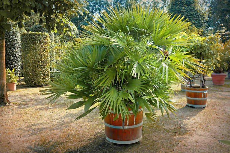 Chinese waaierpalm in een plantenbak in de vorm van een houten vat