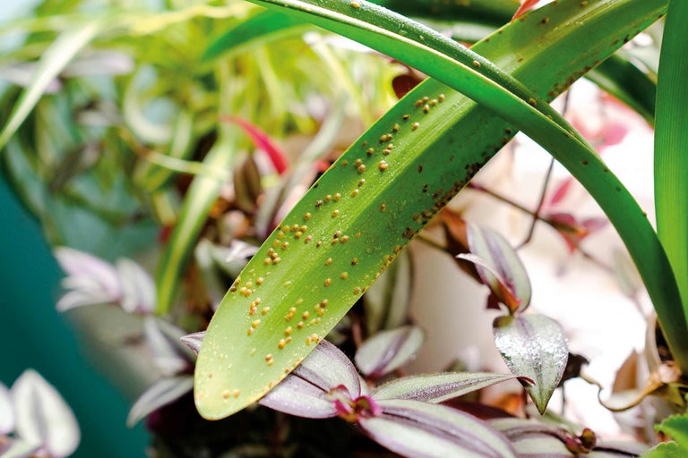 Close-up van een plantenblad met ongedierte