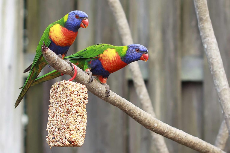Twee lori's zitten op een tak naast een voederblok.