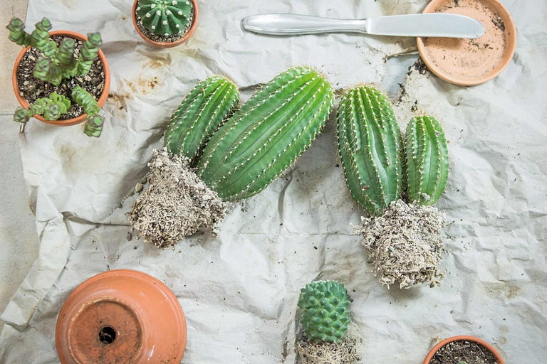 Diverse cactussen en vetplanten met plantenpotten en gereedschap op papier