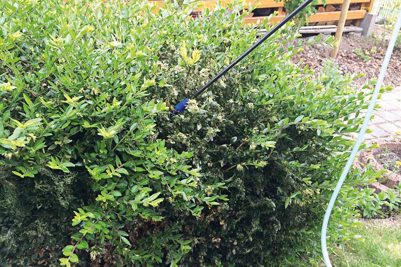 Buxus haag met buxusmot bestrijdingsmiddel