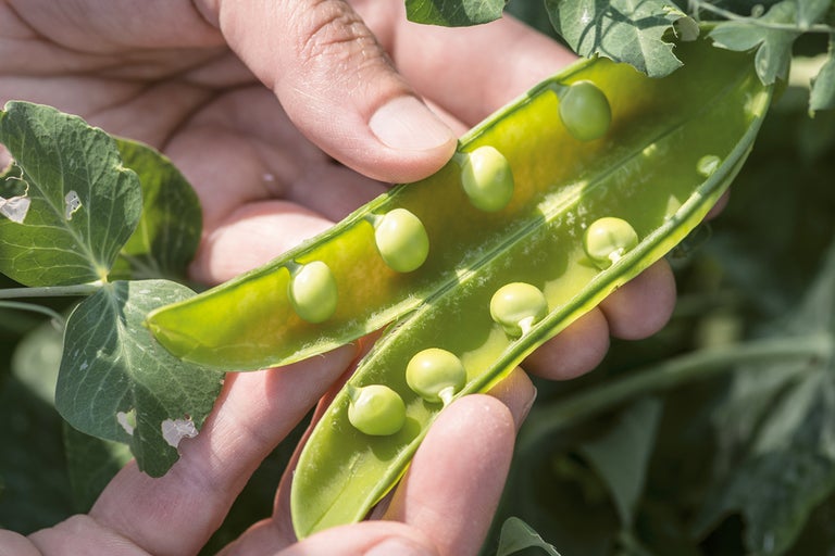 Close-up van een geopende erwtenpeul in een hand, met groene erwten