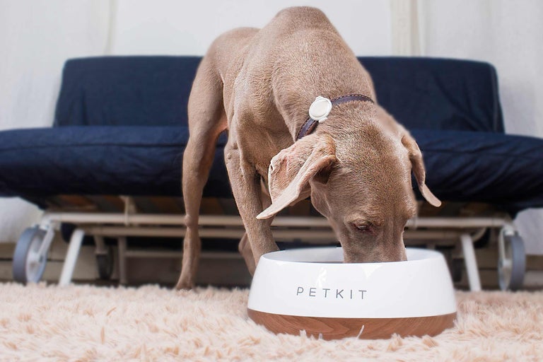 Hond eet uit een PETKIT voerbak