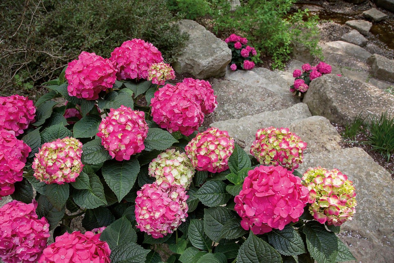 Hortensia's in een tuin met stenen trap