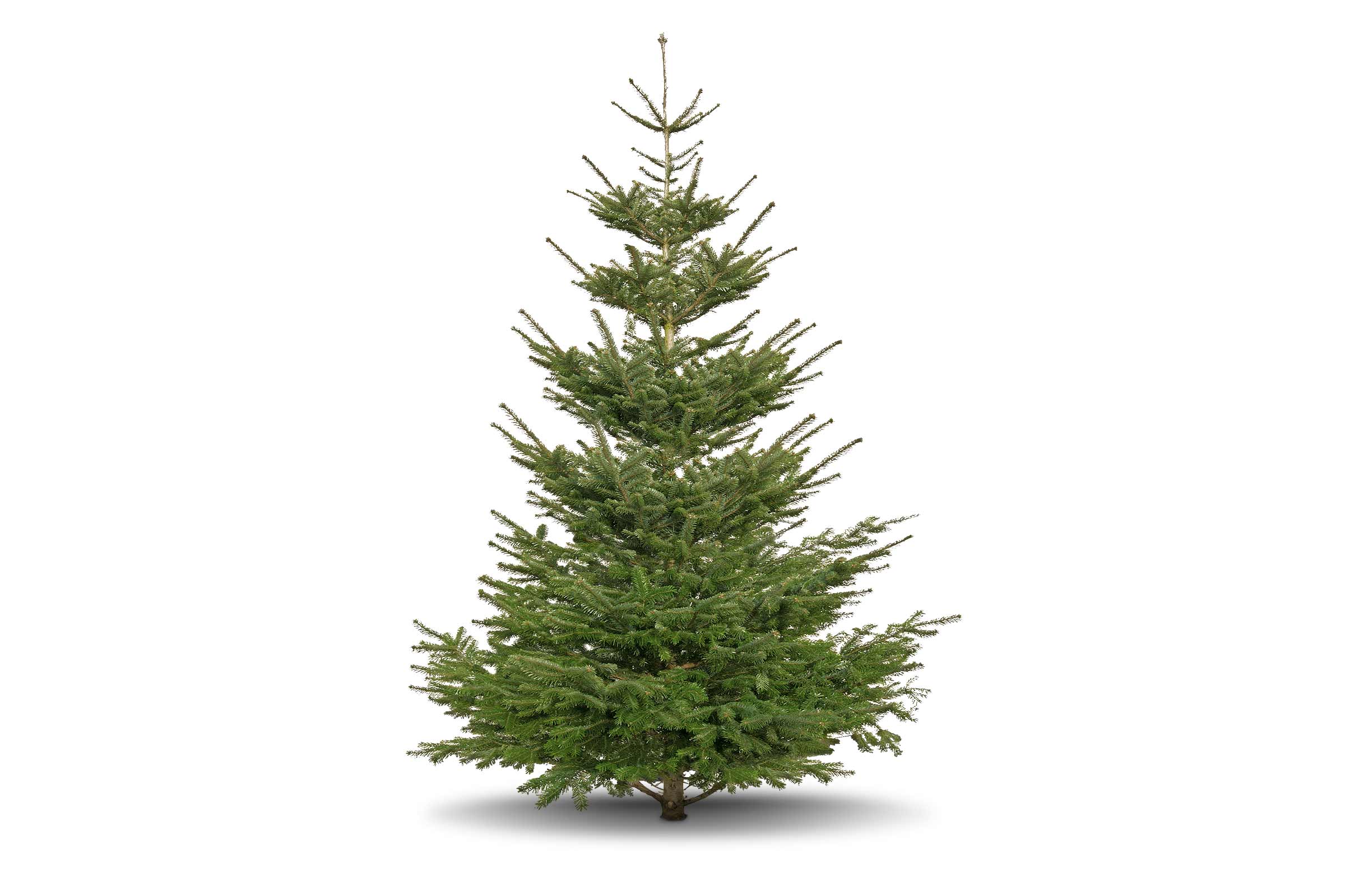 Nordmann spar als kerstboom