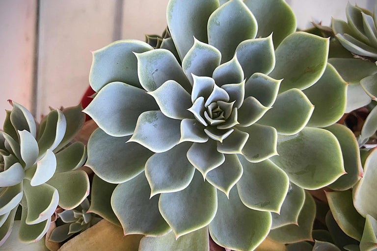 Close-up van een Echeveria kamerplant met blauwgroene bladeren