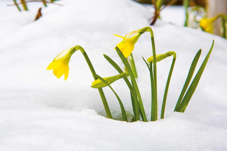 Narcissen in de sneeuw