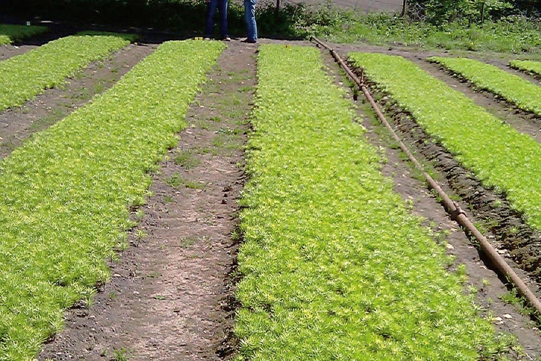 Veld met zaailingen in rijen en irrigatiesysteem